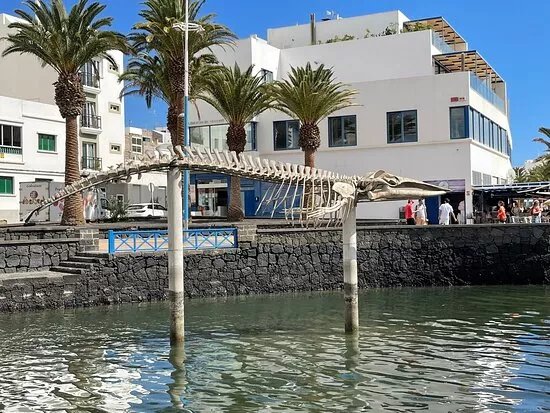 Esqueleto De Ballena