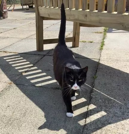 Rhodes Minnis Cat Sanctuary