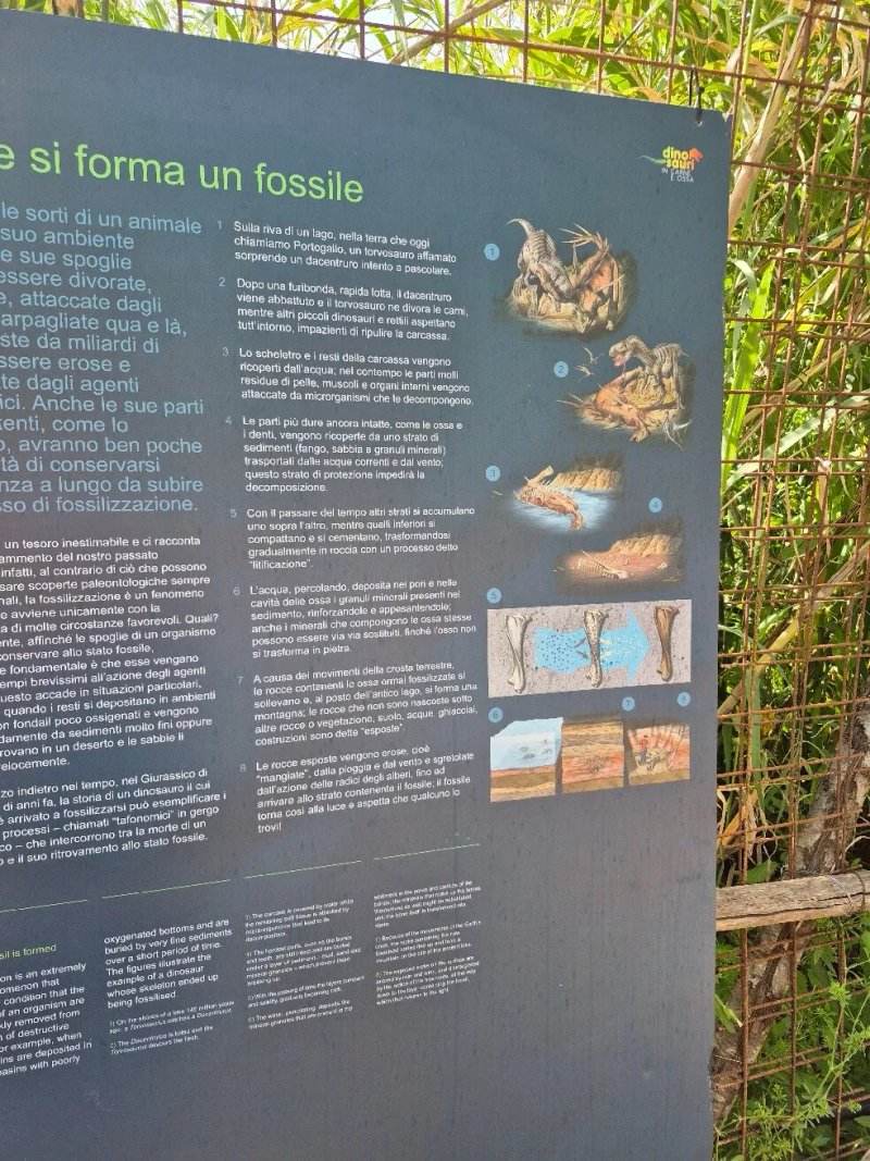 Dinosauri In Carne Ed Ossa