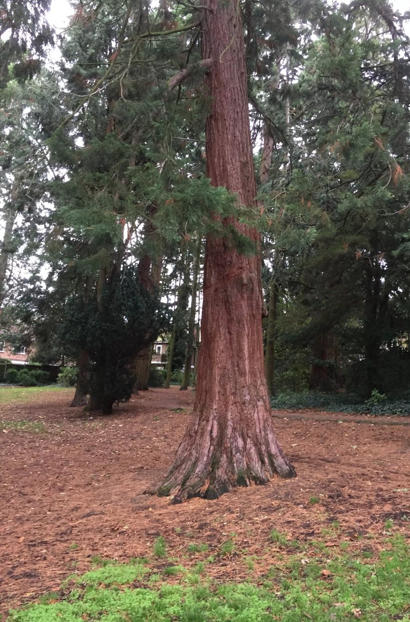 The Redwood Cafe