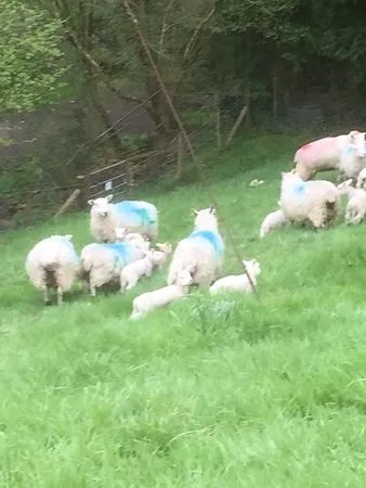 RSPB Cwm Clydach Reserve