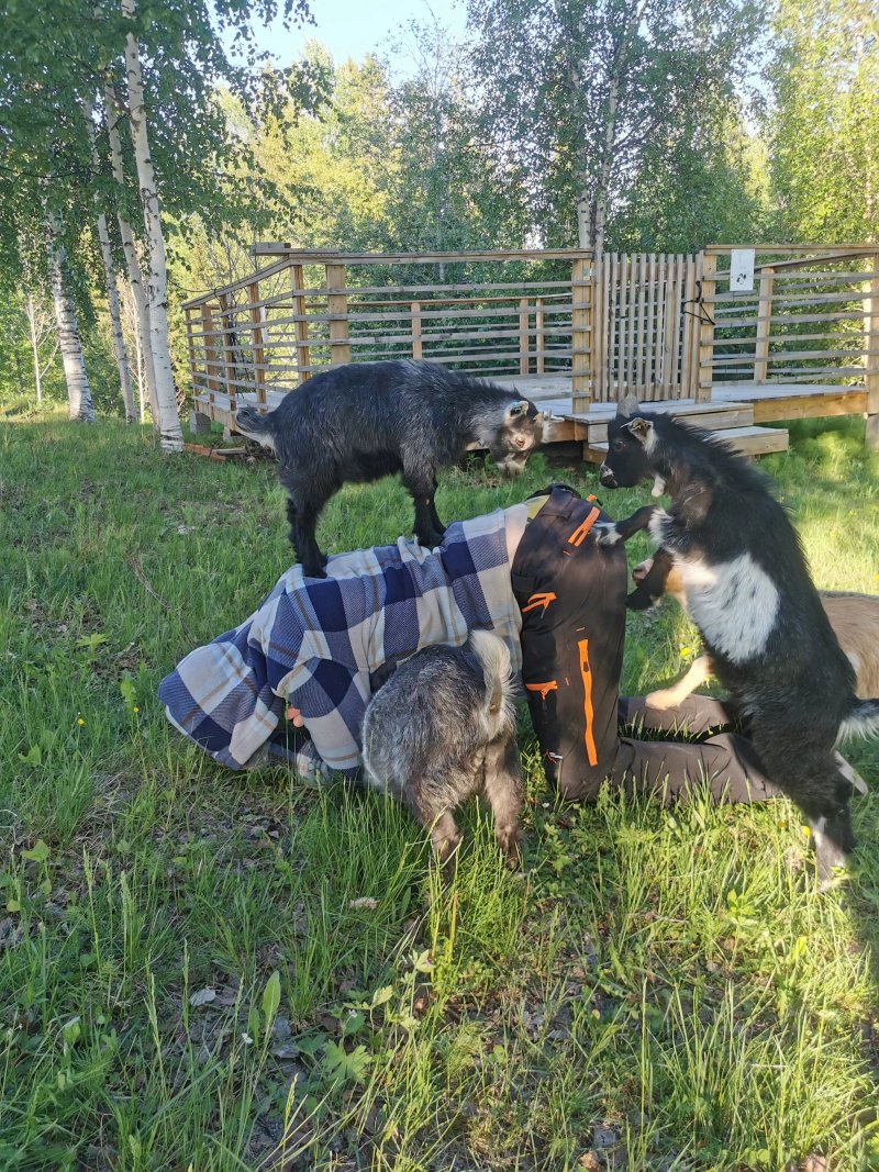 Getreat - Glamping Och Getyoga