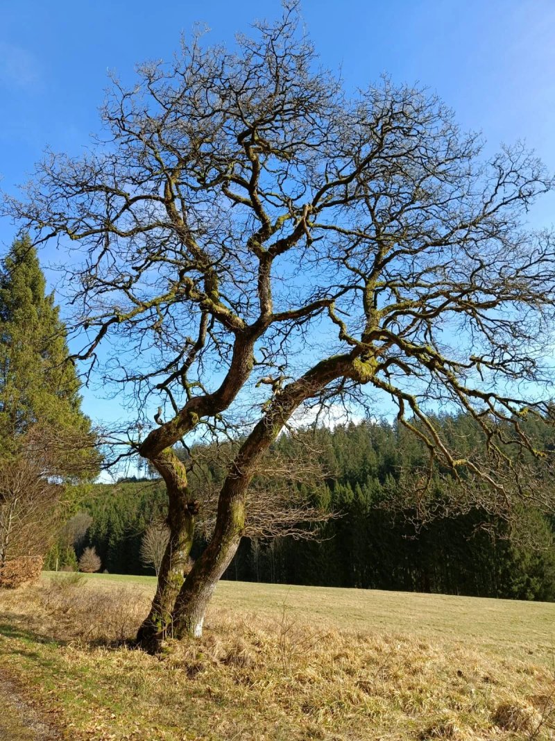 Goldhahn
