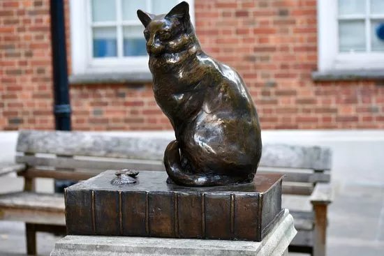 Hodge the Cat