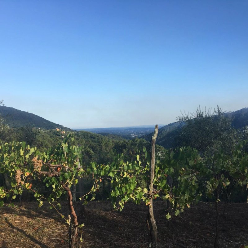 Agriturismo Il Pino