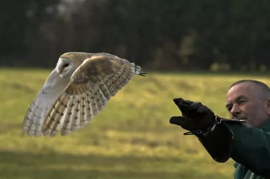 Turbary Woods Owl And Bird Of Prey Sanctuary