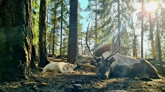 Nuuksio Reindeer Park