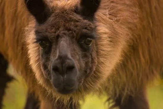 Les Lamas Et Le Safran De Salagine