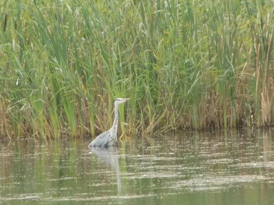 Blashford Lakes