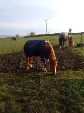 Moorwood Equine