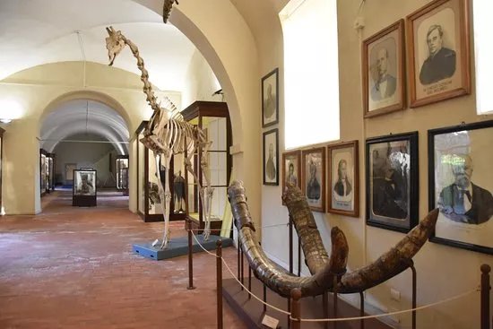 Museo di Storia Naturale - Universita di Pisa