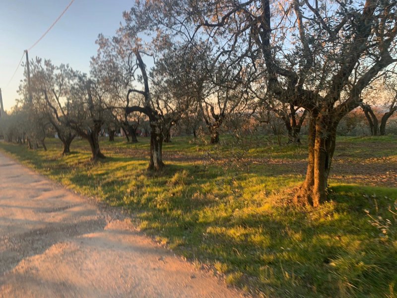 Tenuta San Vito