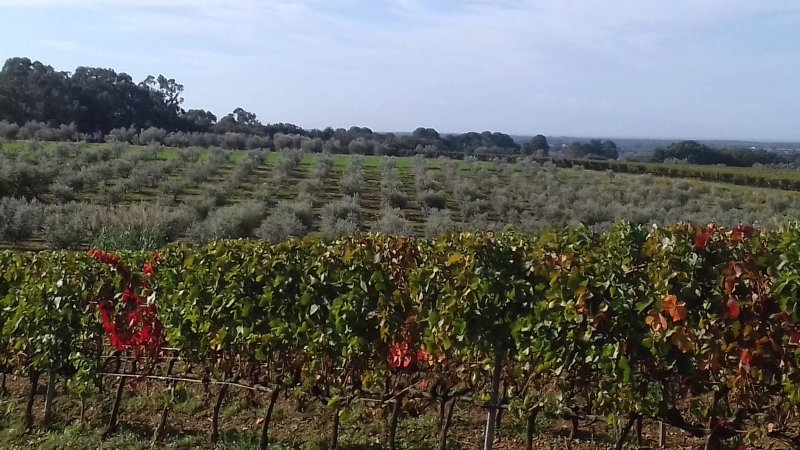 Poggio Picchio