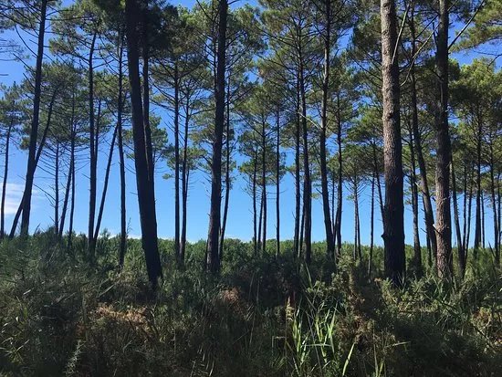Sentier de Decouverte L'Etang de la Mailloueyre