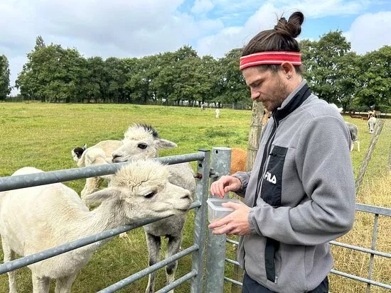 Experience Alpaca