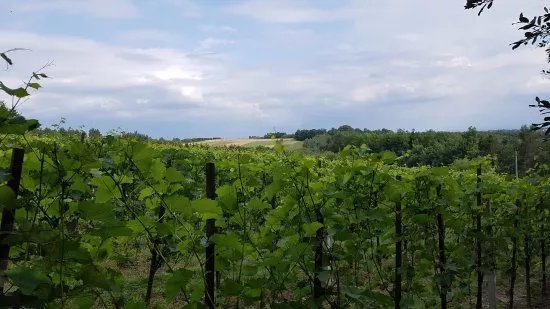 Winnica Goja