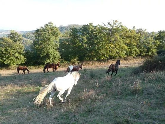Agriturismo Equiturismo La Fattoria