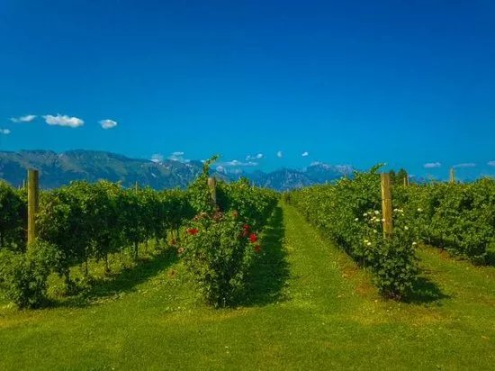 Podere Gelisi Antonio