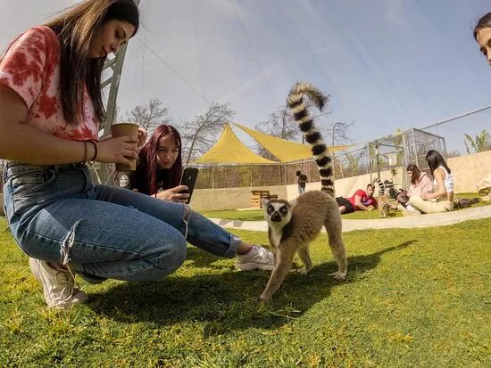 Farma of Rhodes Petting Zoo