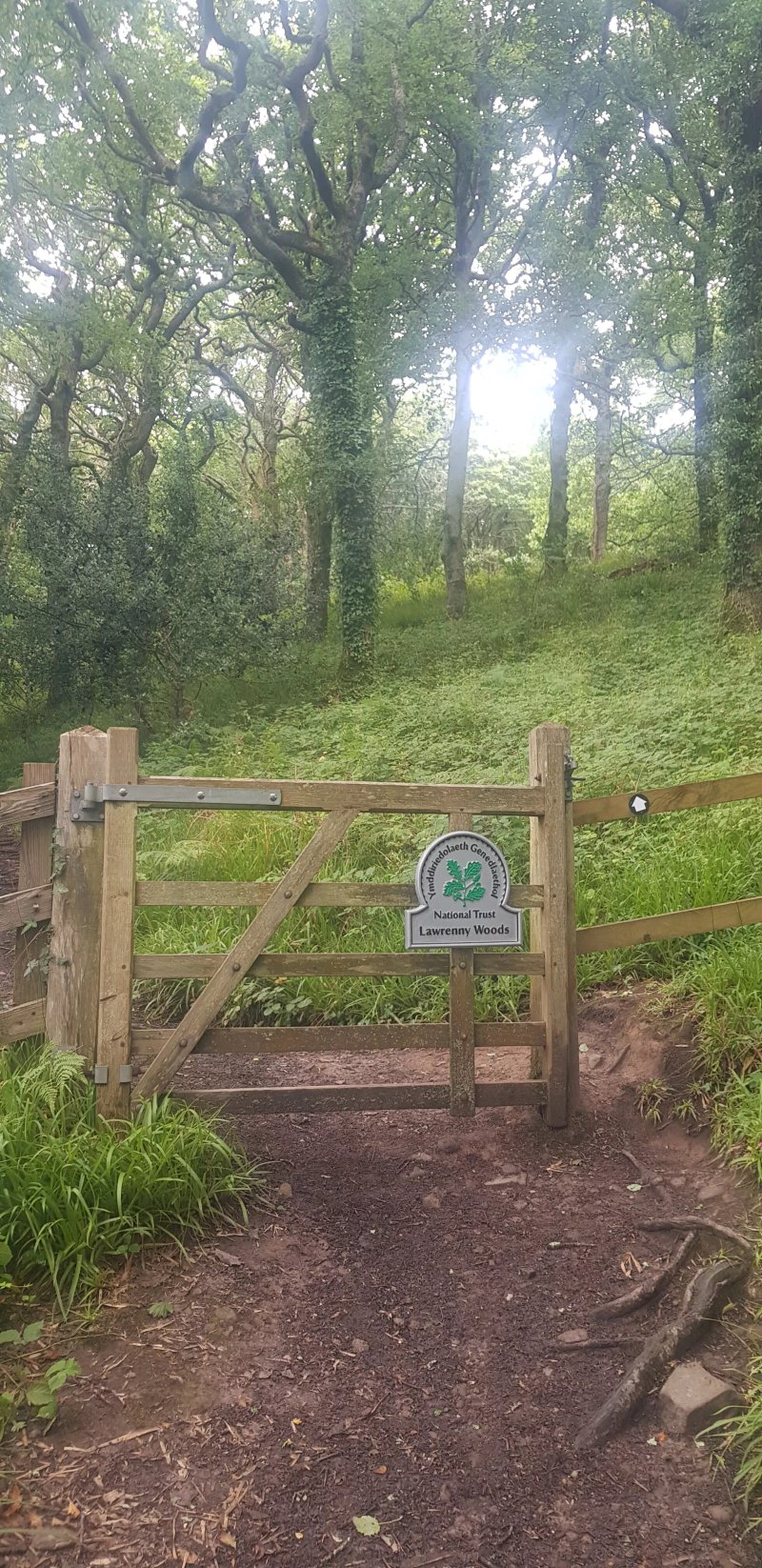 Lawrenny Wood