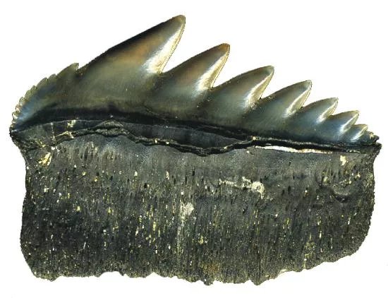 Reserve Naturelle Geologique de Saucats La Brede