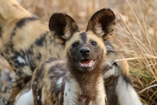 Pictus Safaris