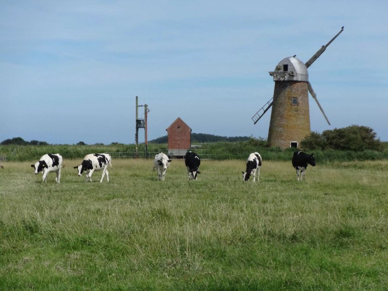 Heigham Holmes