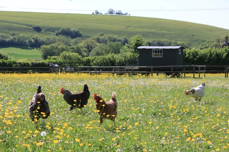 The Old Forge B&b And Glamping