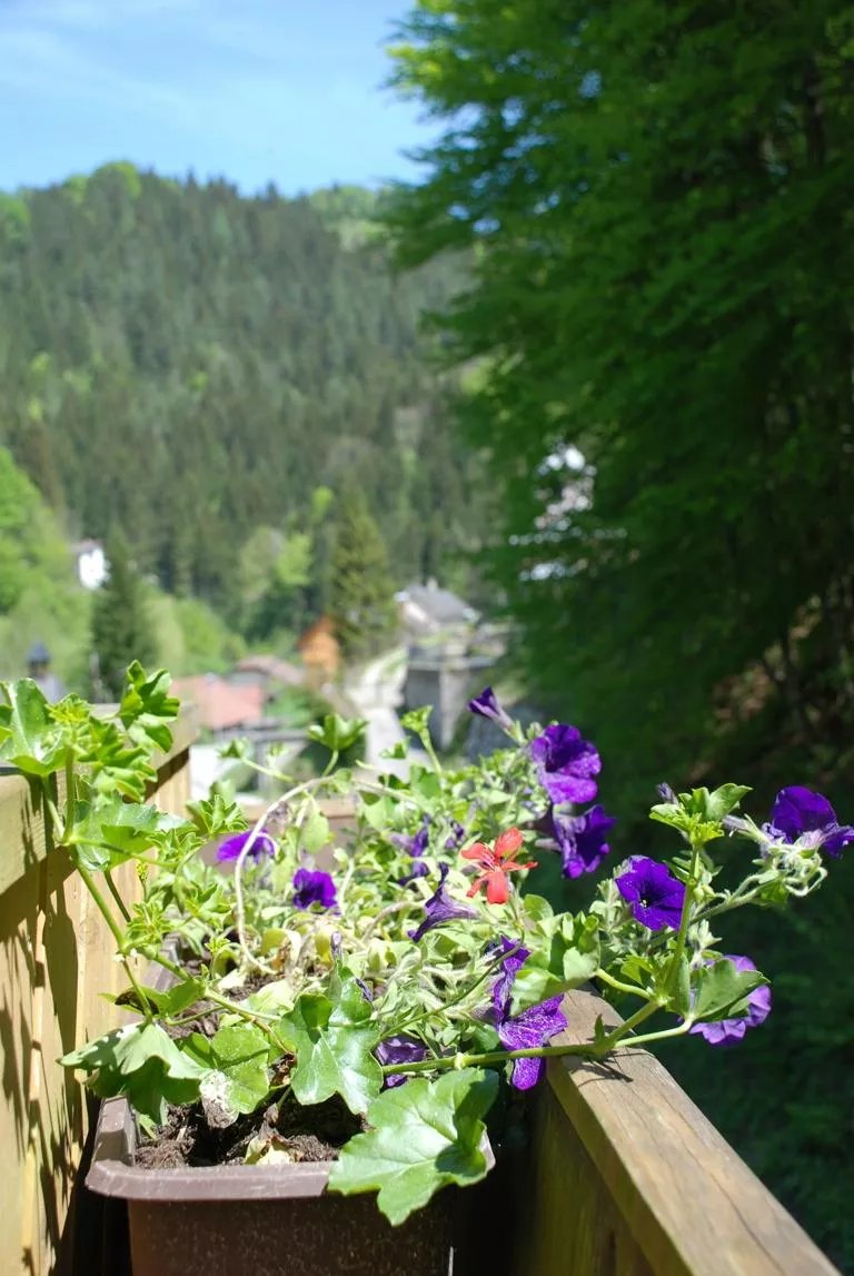 Waldblick Landhaus B&B
