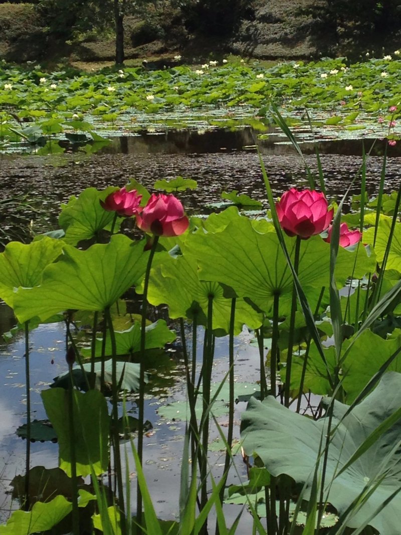 Arboretum Al Gaulhia