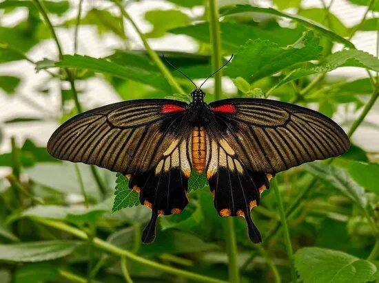 Butterfly World & Farm Park