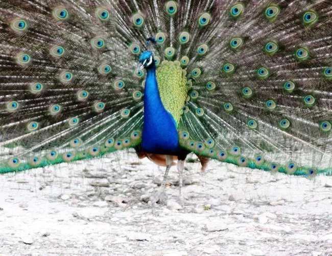 La Castellana Farm Holiday
