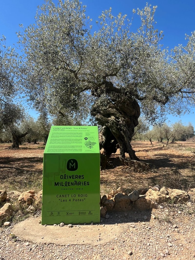 Olivera De Les Quatre Potes