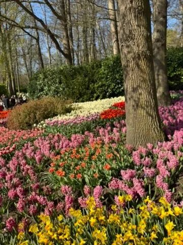 Keukenhof Gardens