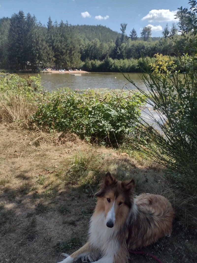 Camping du Muhlenbach