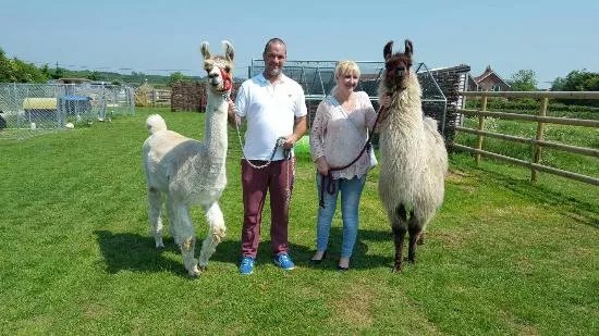 West Wight Alpacas
