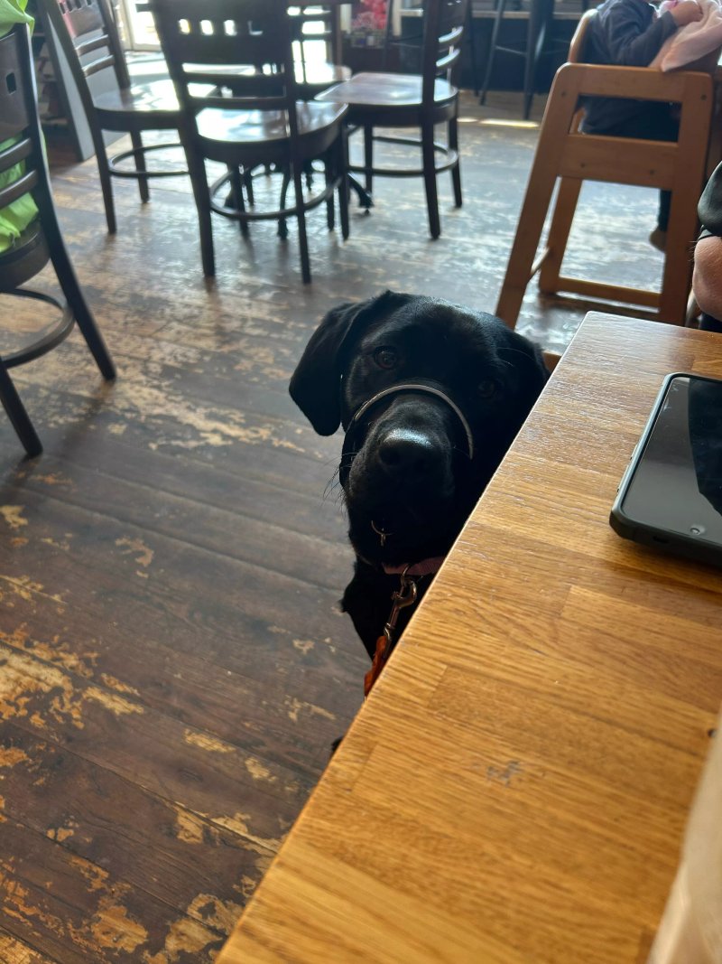 Bulldog Frog Diner