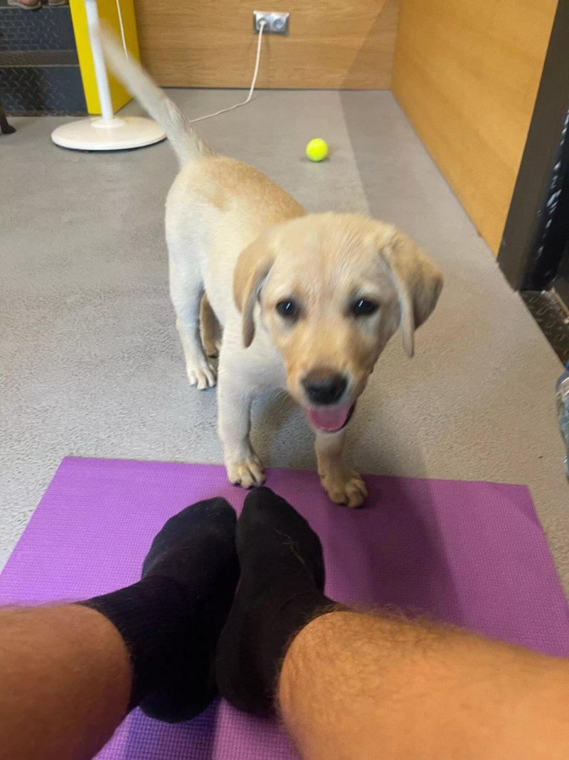 Doggy Yoga