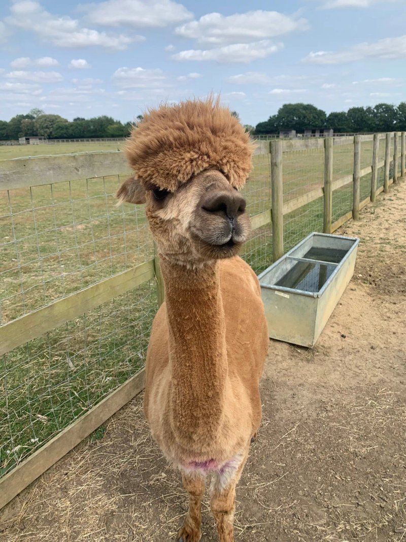 Alpaca Acres