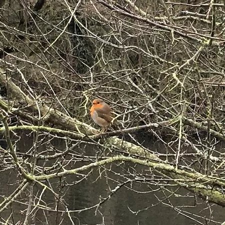 Tocil Wood and Nature Reserve