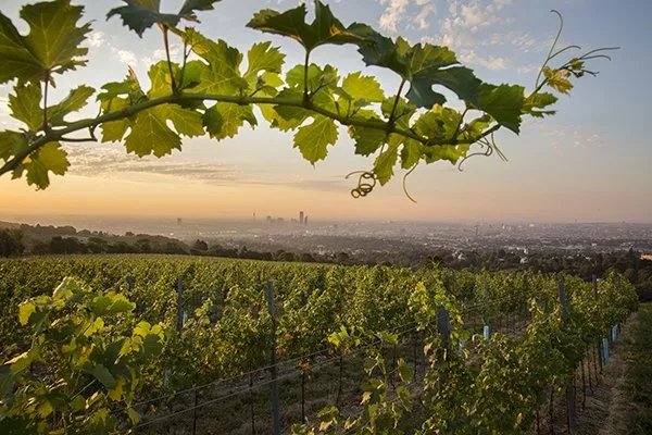 Weingut Wien Cobenzl