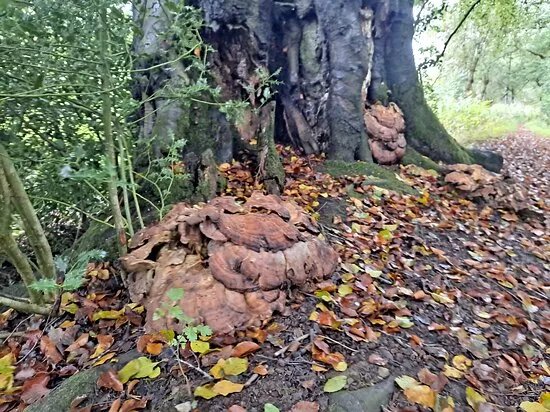 Ladderedge Country Park