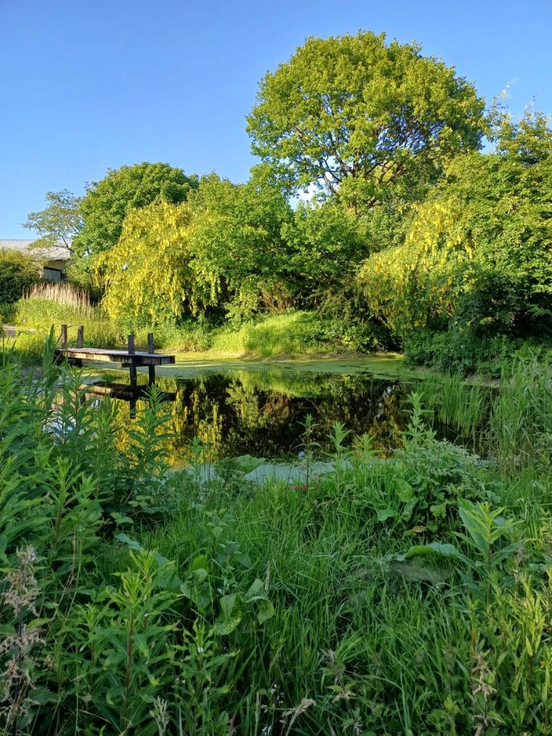 Wildernest