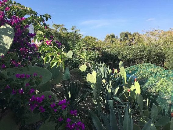 Primo Passo Sea Garden