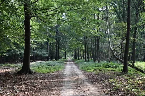 Boswachterij Dorst