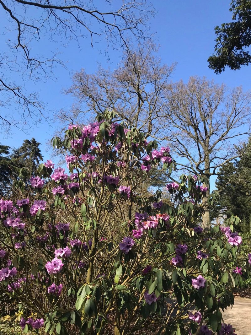 Trompenburg Tuinen En Arboretum