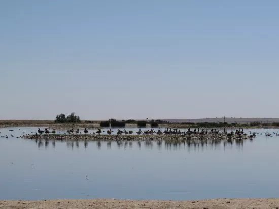 Reserva Natural de las Lagunas de Villafafila