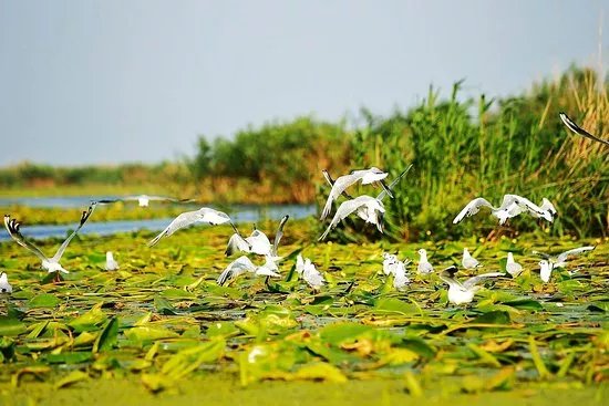 Akropolis Tour - Danube Delta Tours - Forest Safari, Mila 23, Letea, Sulina
