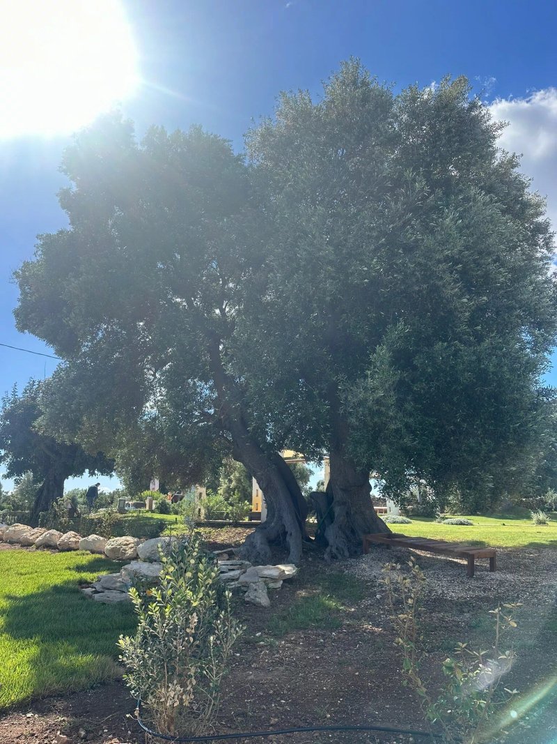 Masseria Piccole Taverne