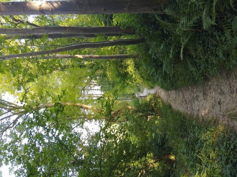 Willow Camp